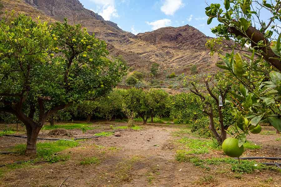 road amidst organic orange trees at orchard 2021 08 28 15 09 43 utc